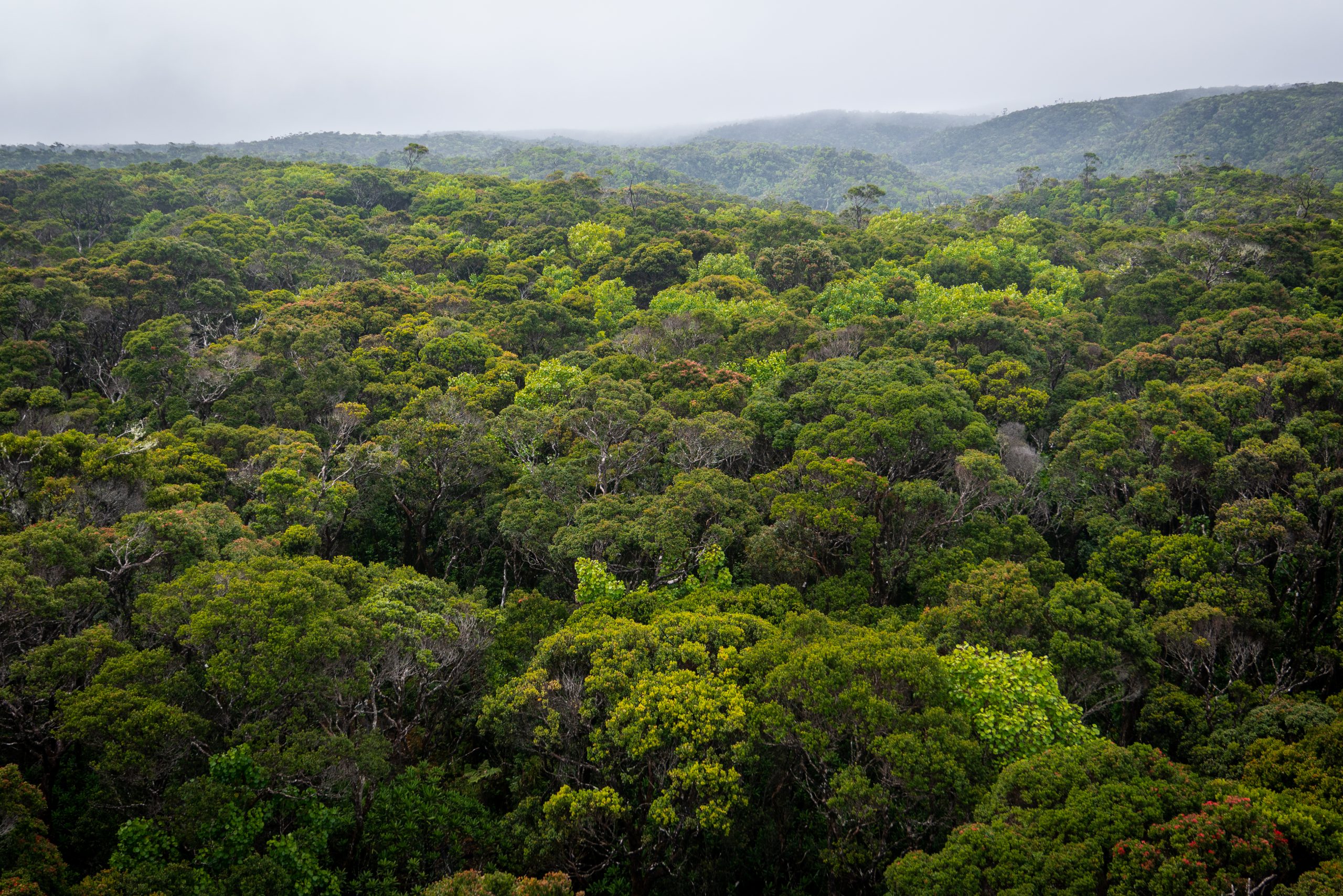Zumwanda Carbon Forest Project