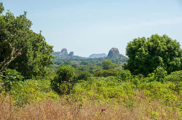 Ngiyelo Carbon Forest Project