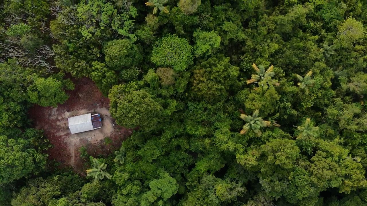 Nkosi Carbon Forest Project