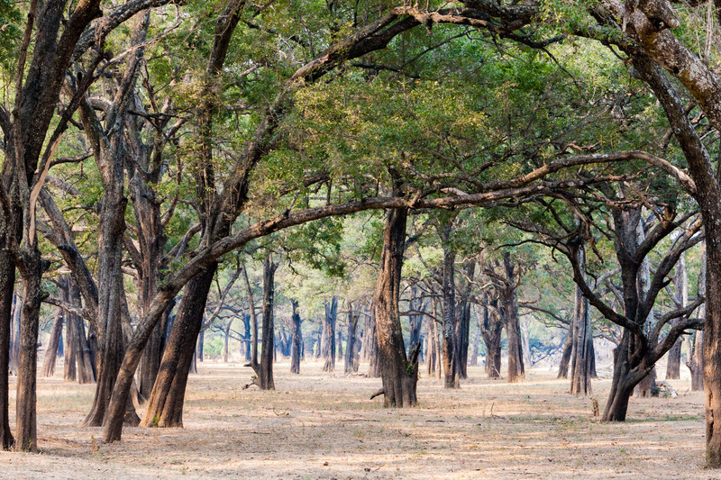 Chanje Carbon Forest Project