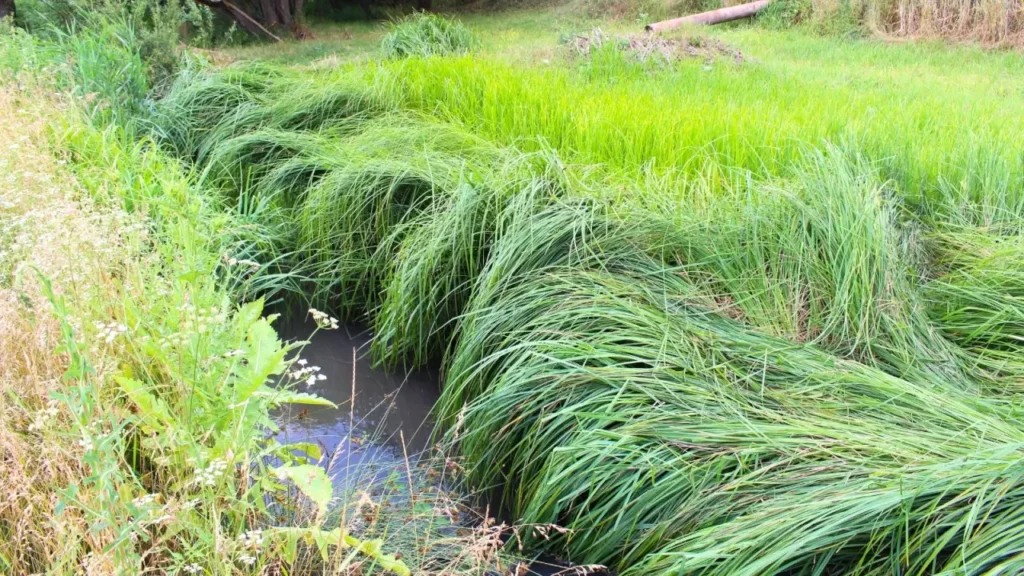 5 Conservation Buffers that will Transform Your Farmland