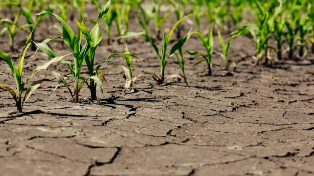 7 Climate-Resilient Crops to Grow This Year