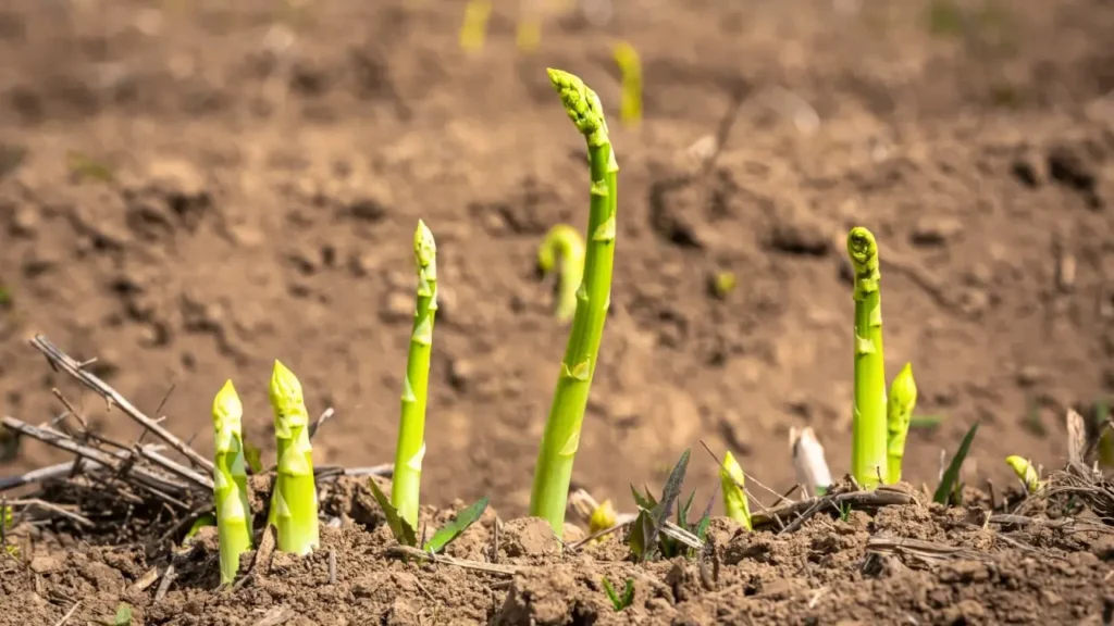 7 Perennial Crops to Plant in May