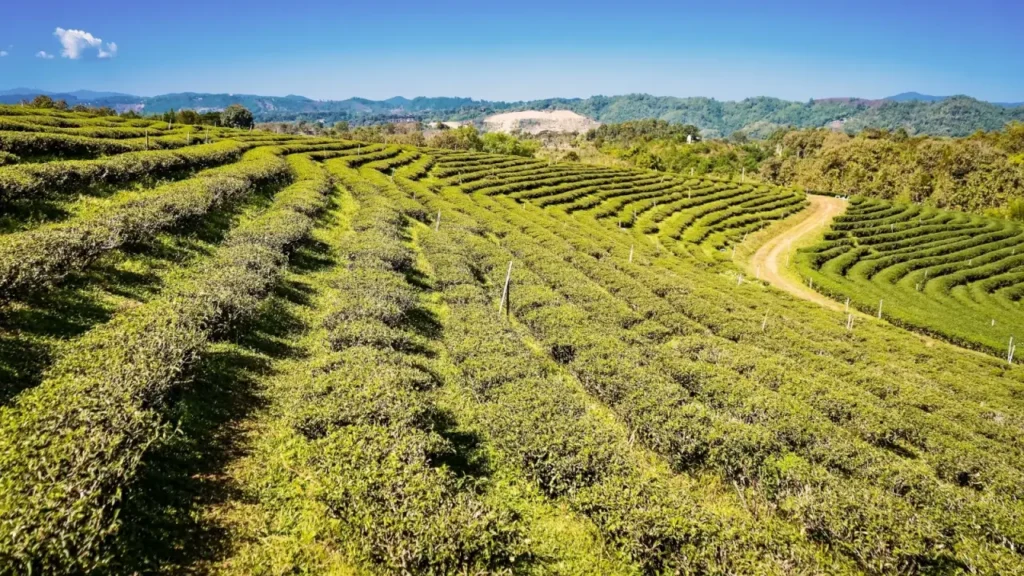 Reduce Soil Erosion and Water Waste with Contour Planting